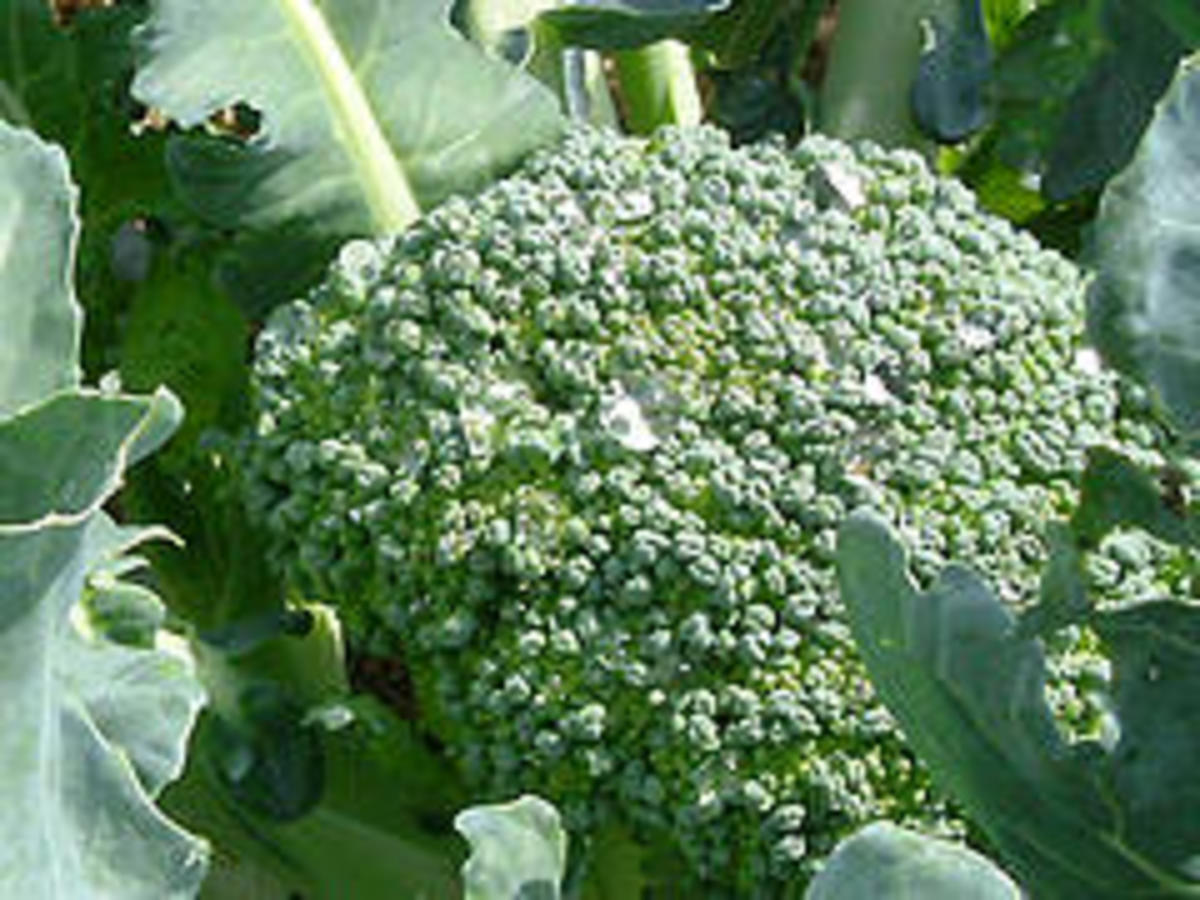 Broccoli Growing Tips