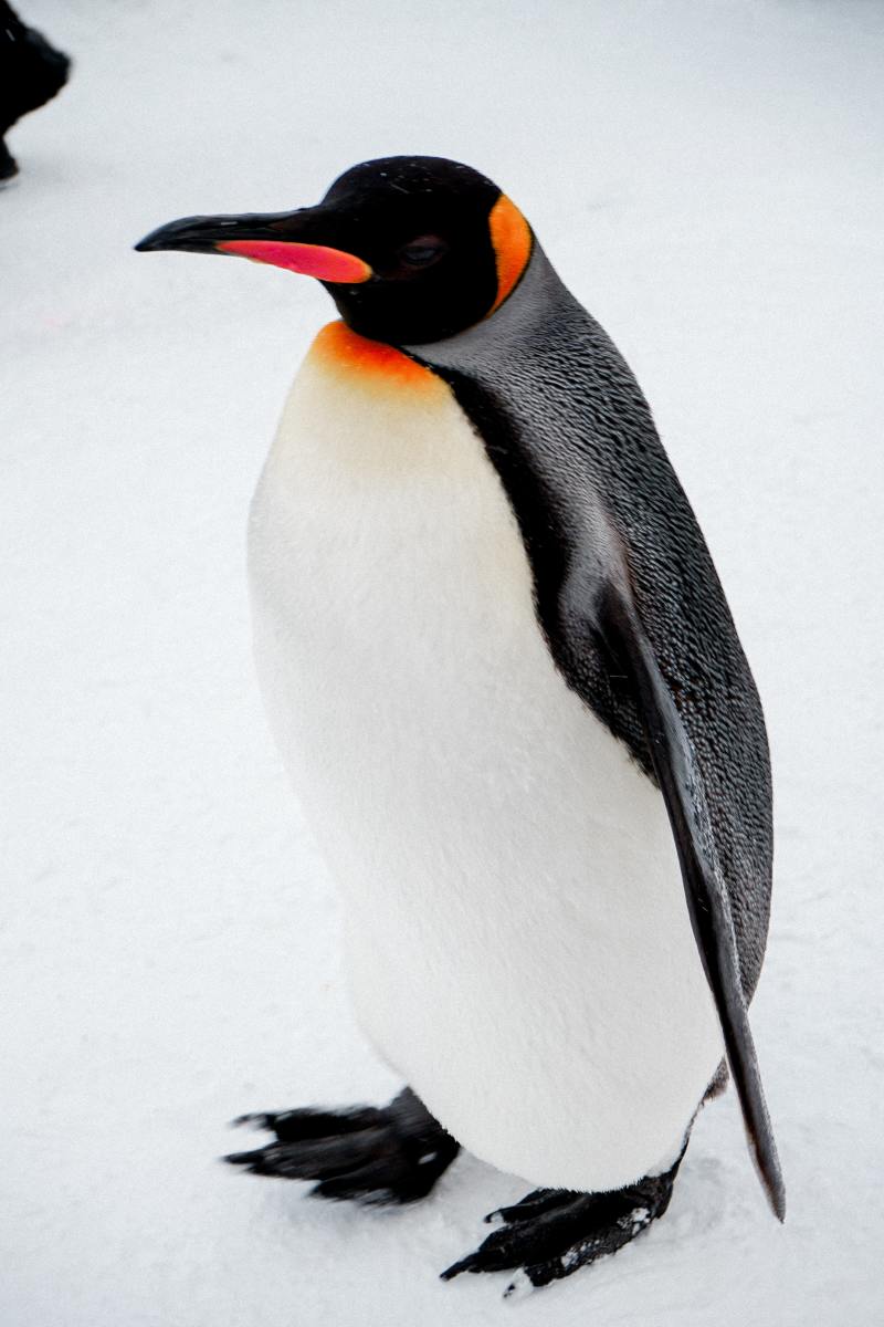 penguin-names