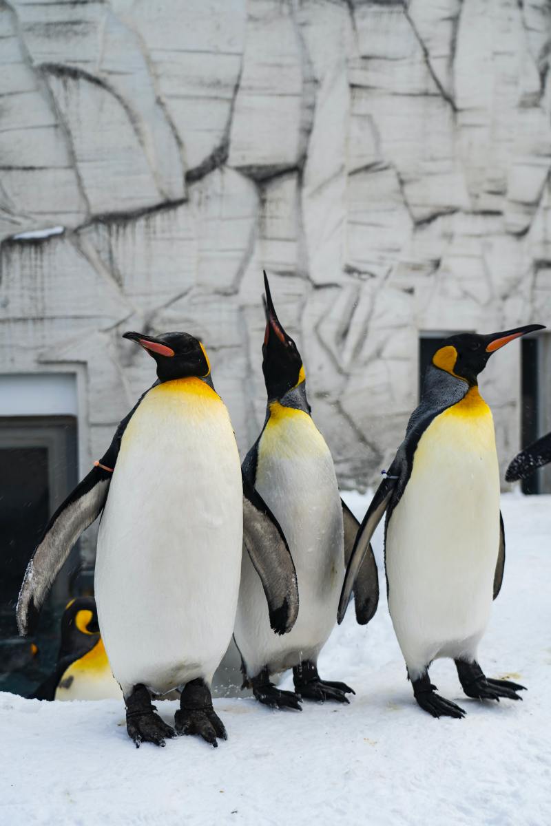 penguin-names