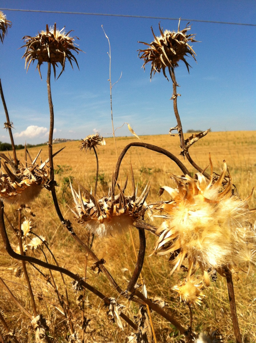 The drying flower of the Milk Thistle plant