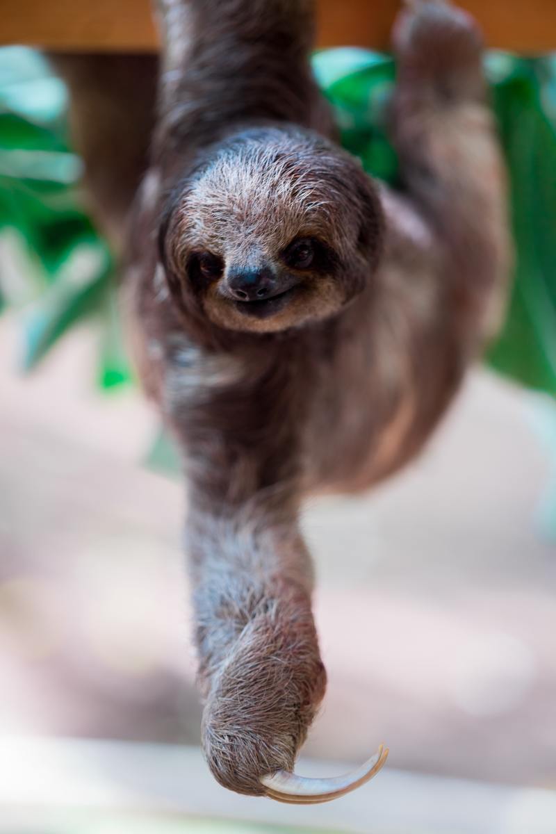 cute sloth