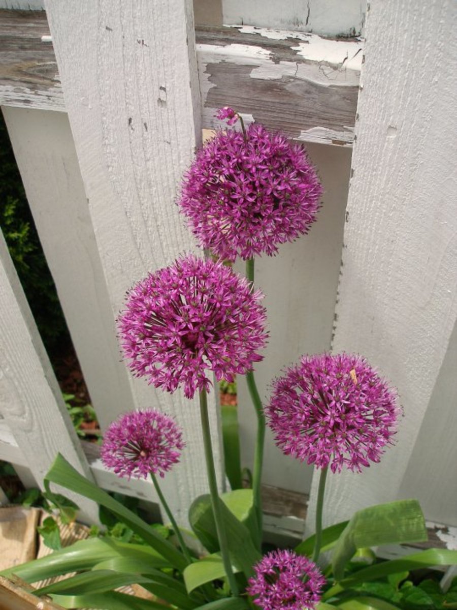All about Alliums