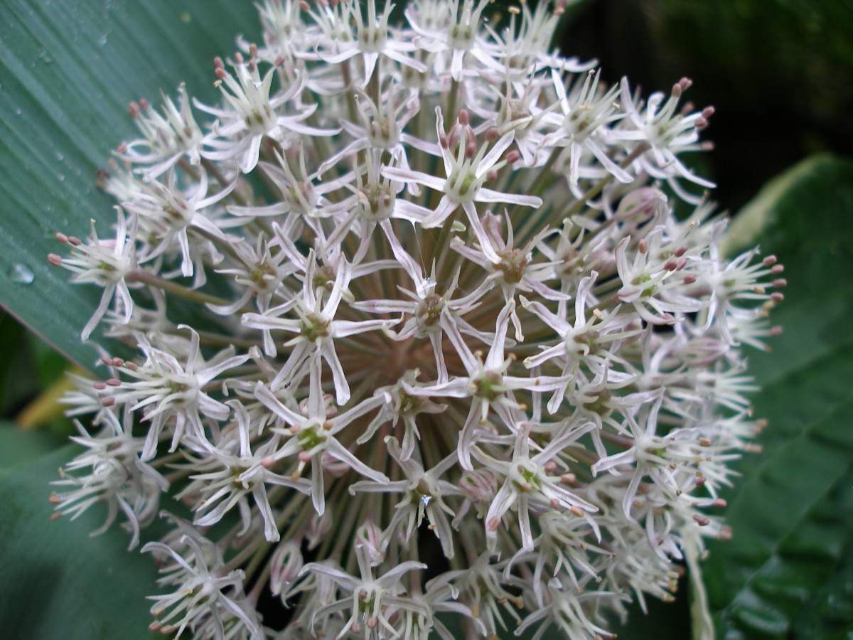 Allium Christophii in White