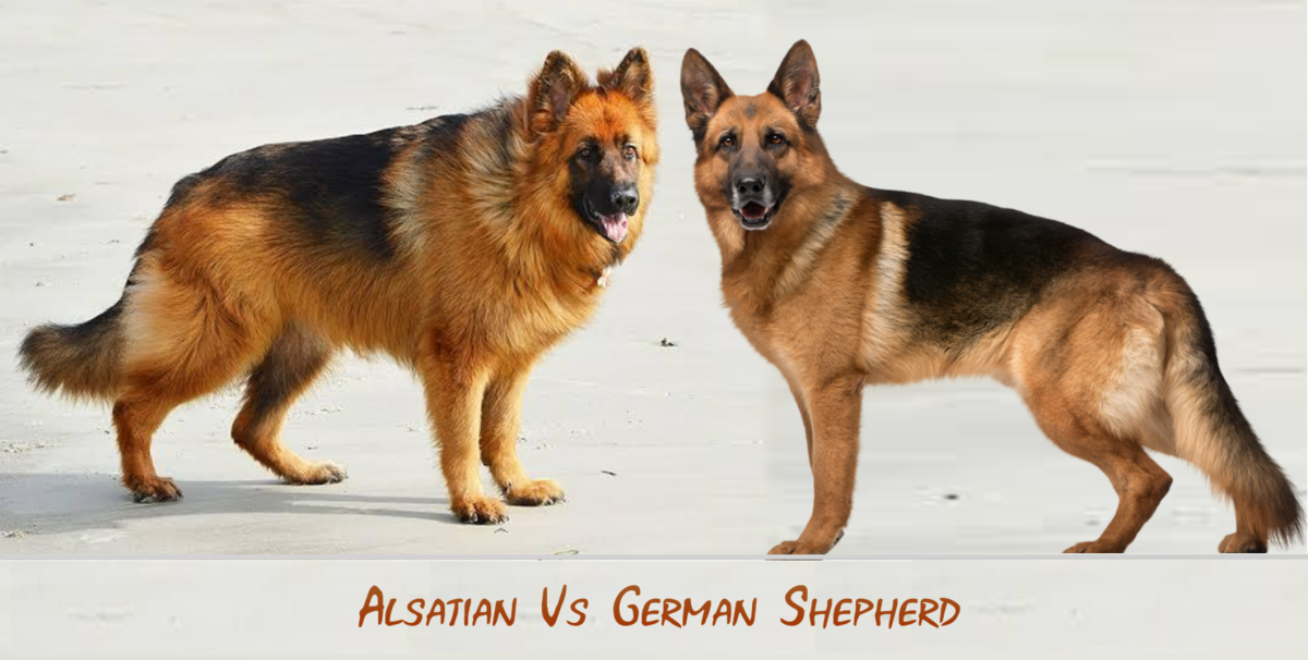 Alsatian Vs German Shepherd