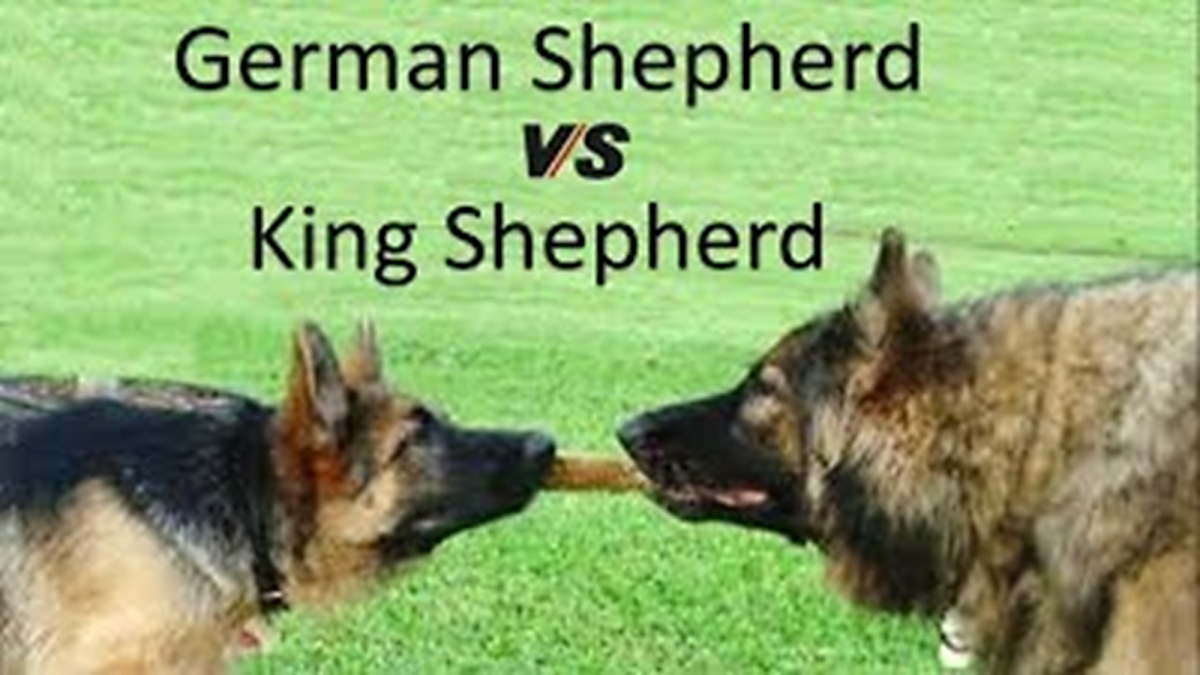 25 Frequently Asked Questions about German Shepherds HubPages