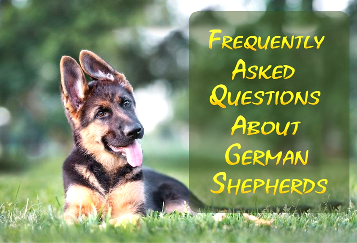 25 Frequently Asked Questions about German Shepherds