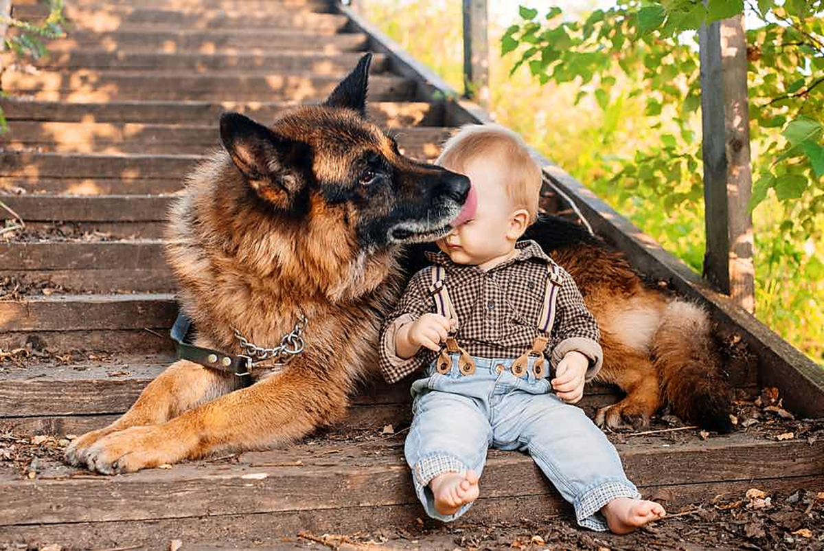 German Shepherd with baby