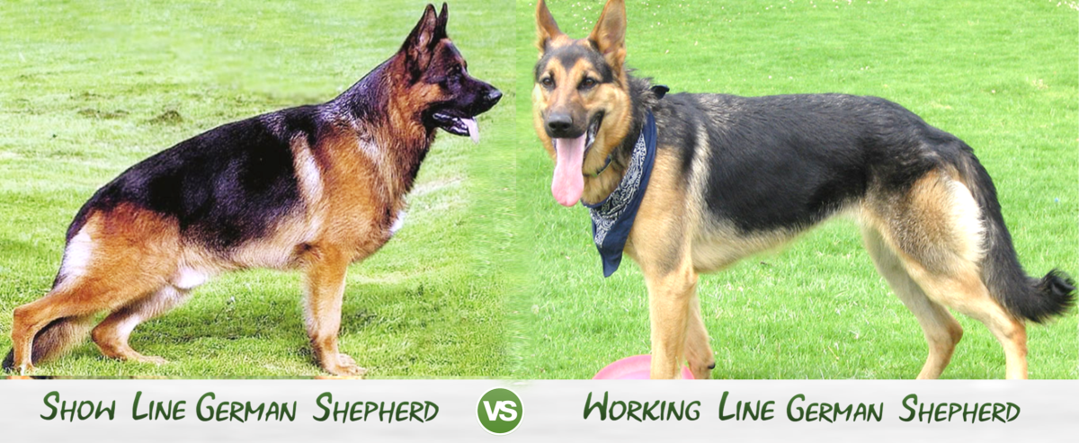 Show Line and working line German Shepherds