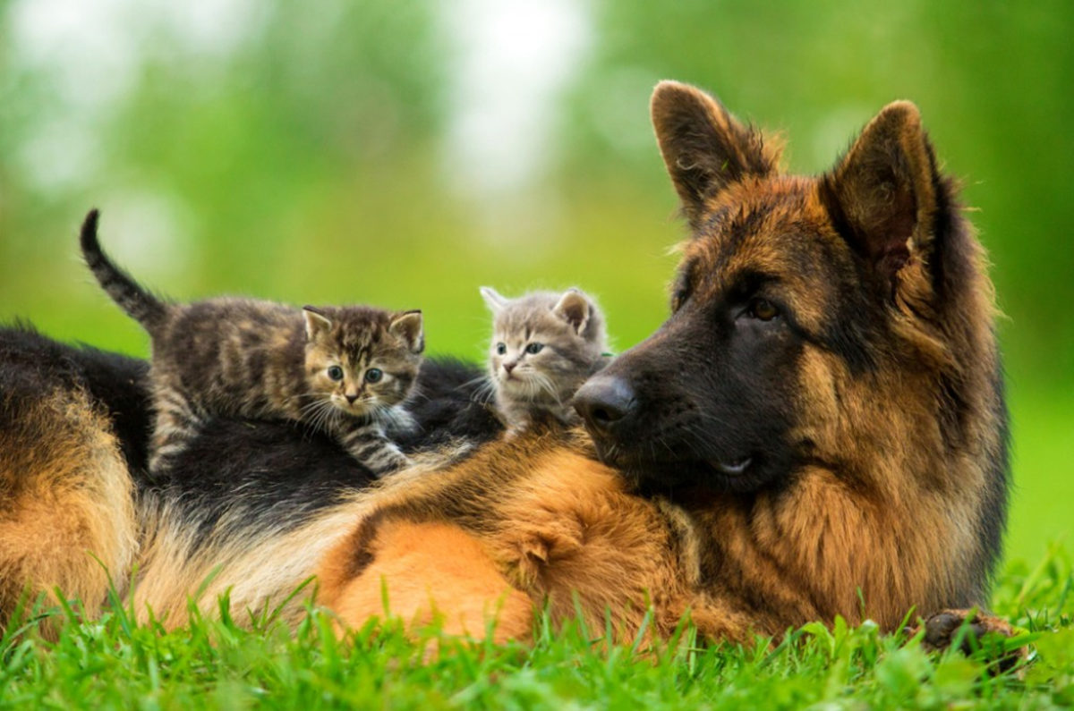 German Shepherds with other pets
