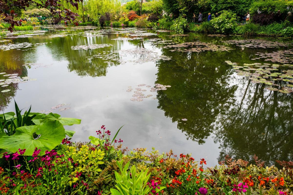 hydrophytes-the-outdoor-garden-water-pond-plants