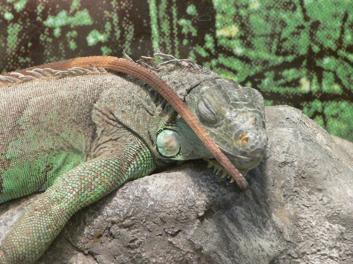 tail-issues-in-green-iguanas