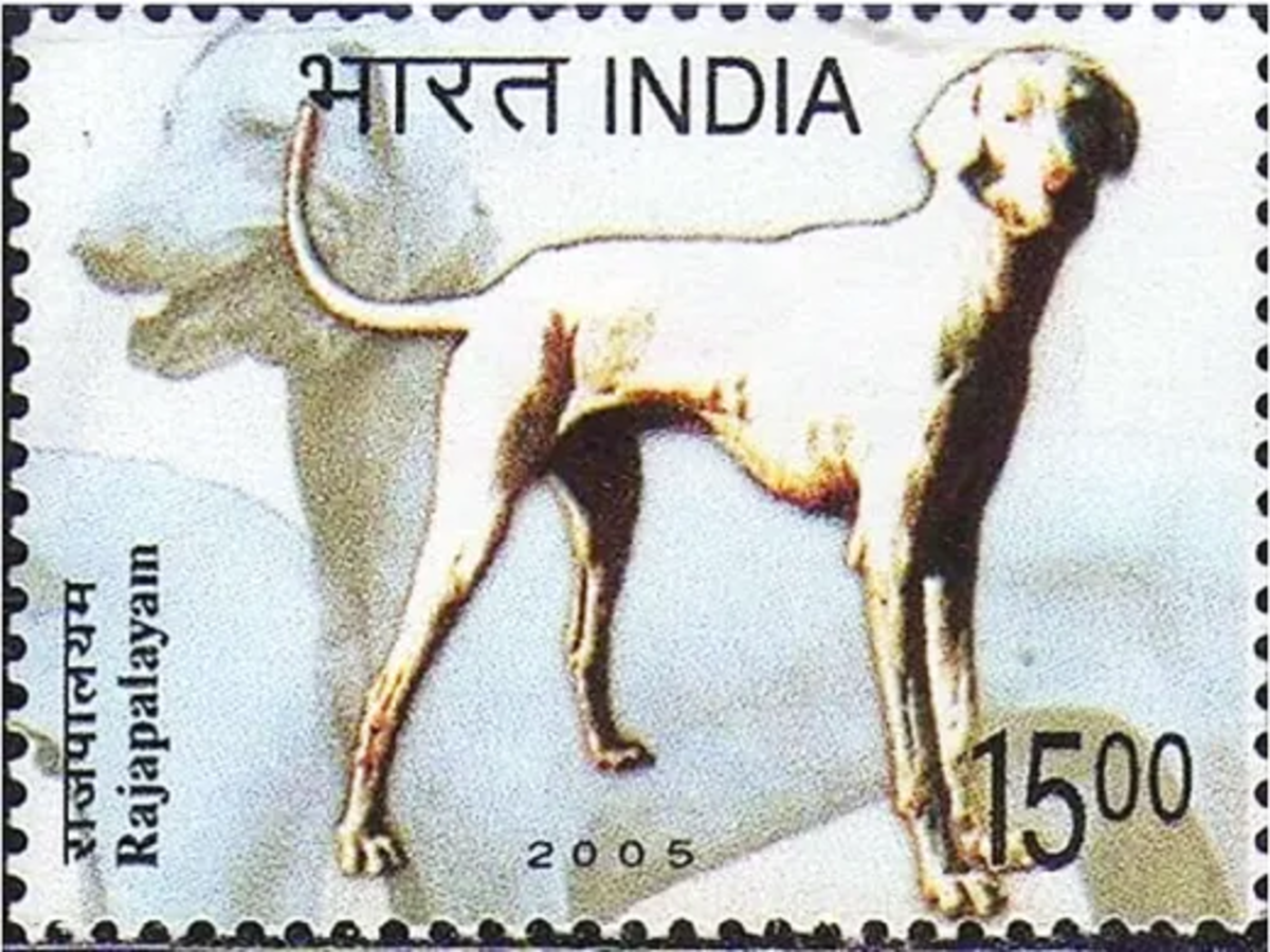 Rajapalayam Dog 