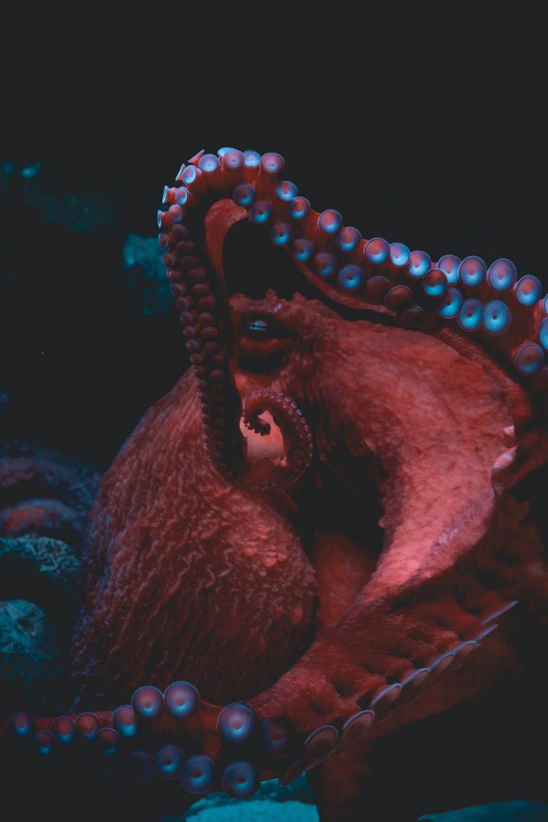 octopus-names