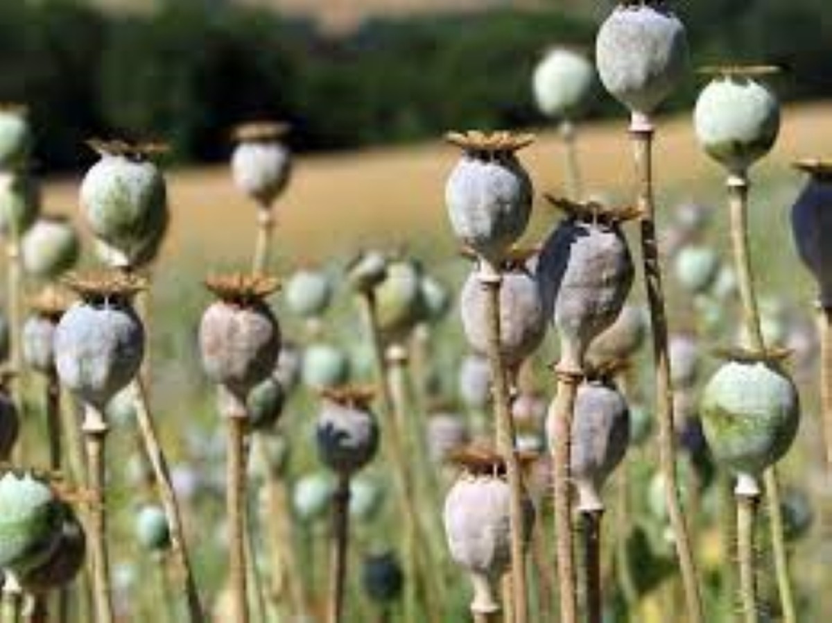 herbal-medicines-that-actually-work-opium-poppy-velvet-beans-hawthorn