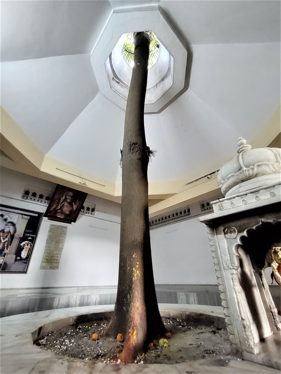 The Rudraksha tree growing through the roof of Dattatreya temple; Vajreshwari