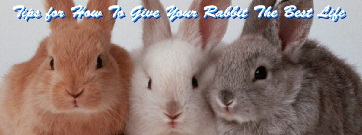 Tips to help you give your rabbit the best life.