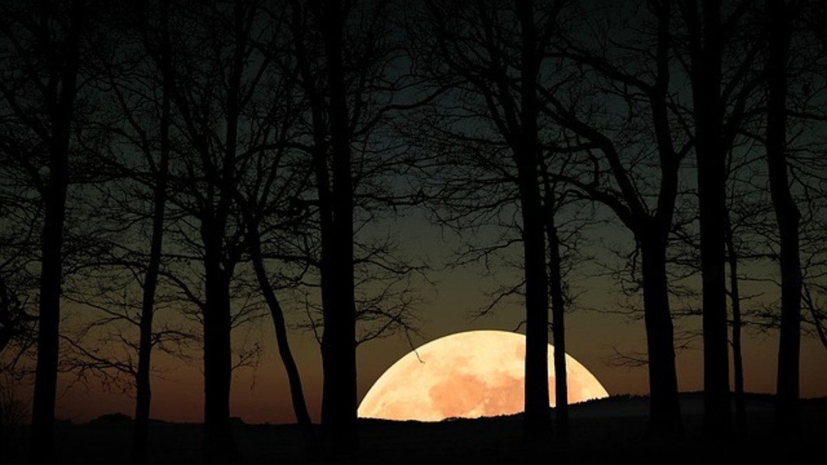 Moonrise through the Birch Trees