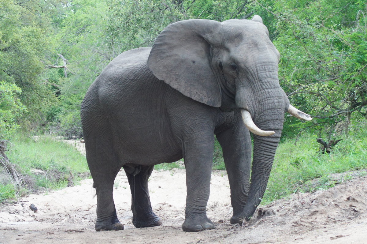 Elephants: Facts and Info About Their Special Characteristics
