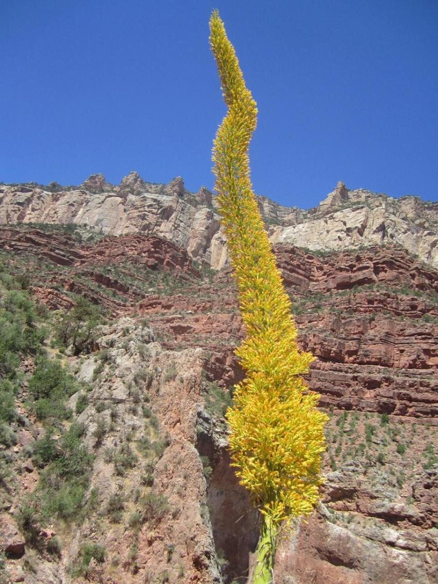 Century Plant, Grand Canyon National Park