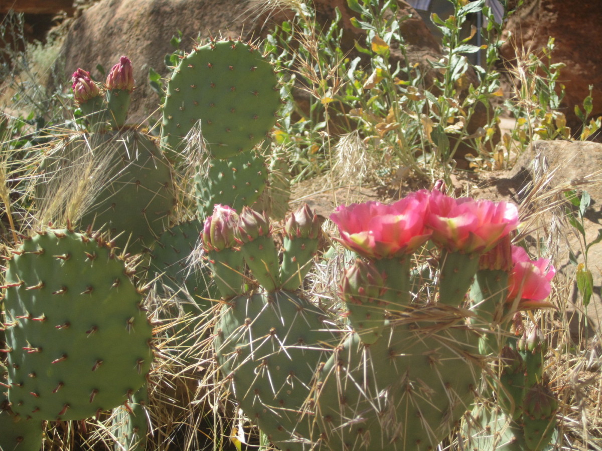Prickly Pear in Bloom, Grand Canyon National Park