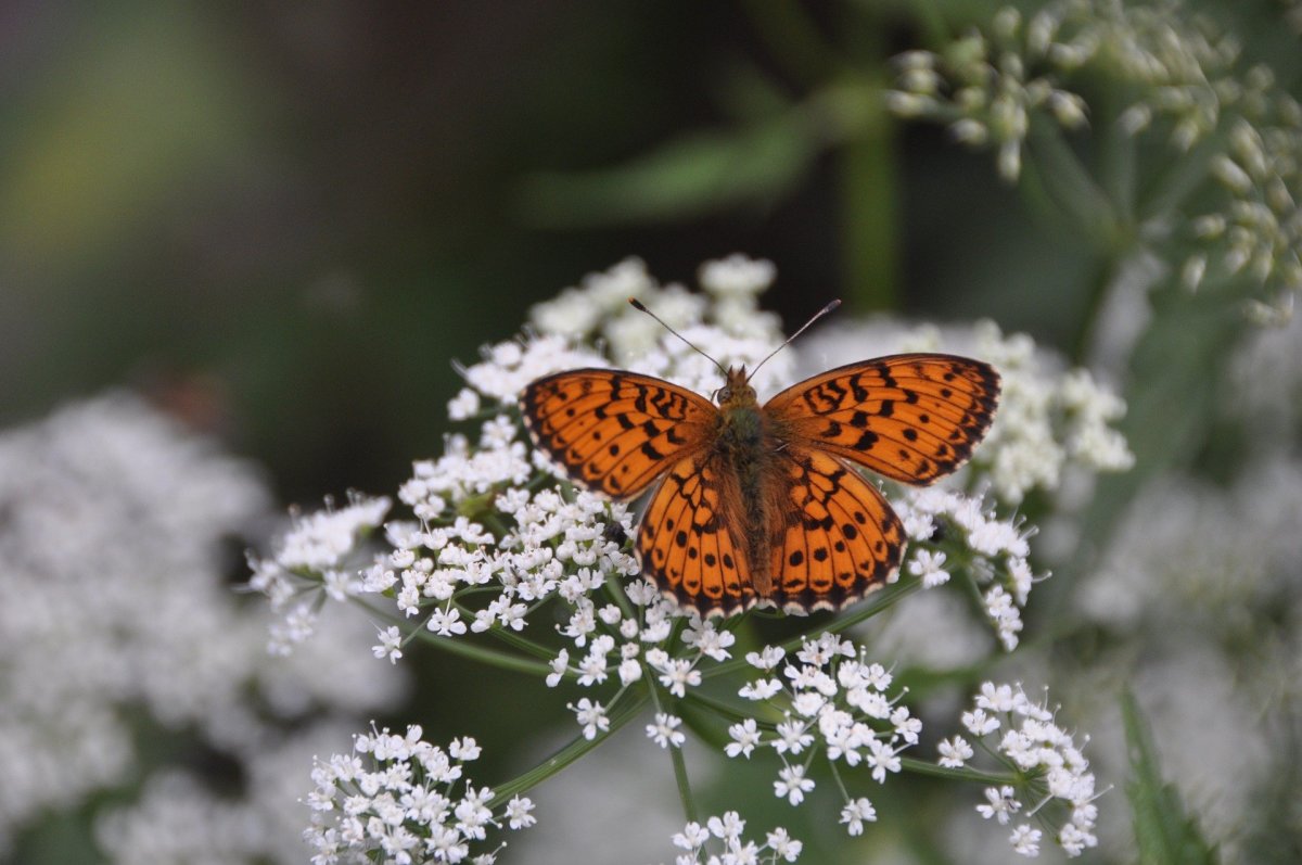 Why Every Serious Gardener Needs to Plant Yarrow