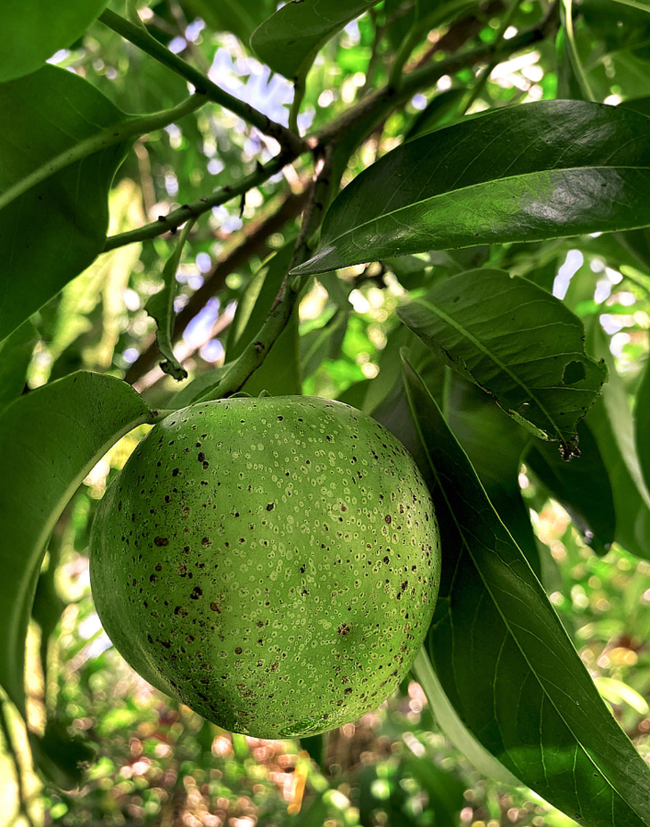 Black Sapote A Tropical Taste of Hawaii Dengarden