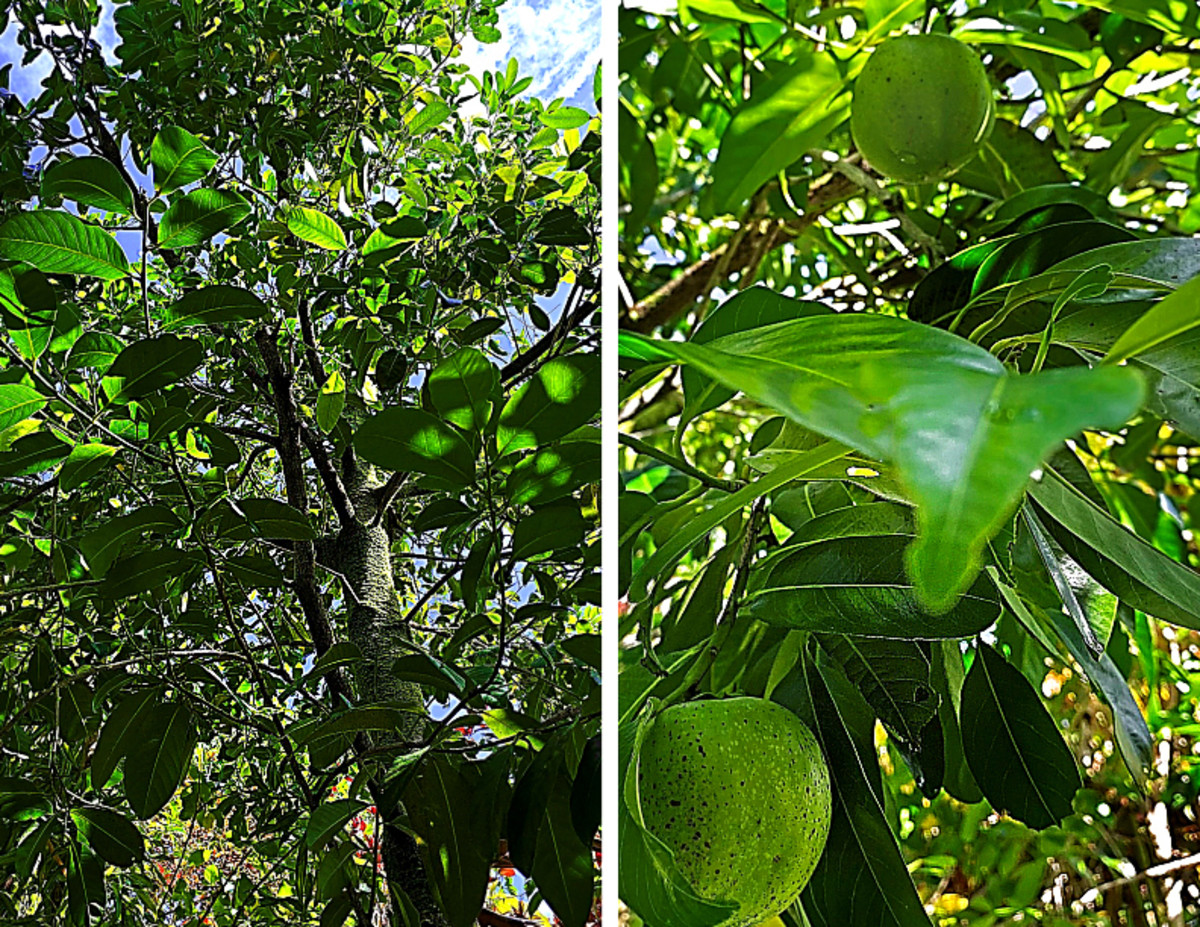 This black sapote tree is in the author's garden. It is tough to find the fruits because they have the same green color as the foliage!