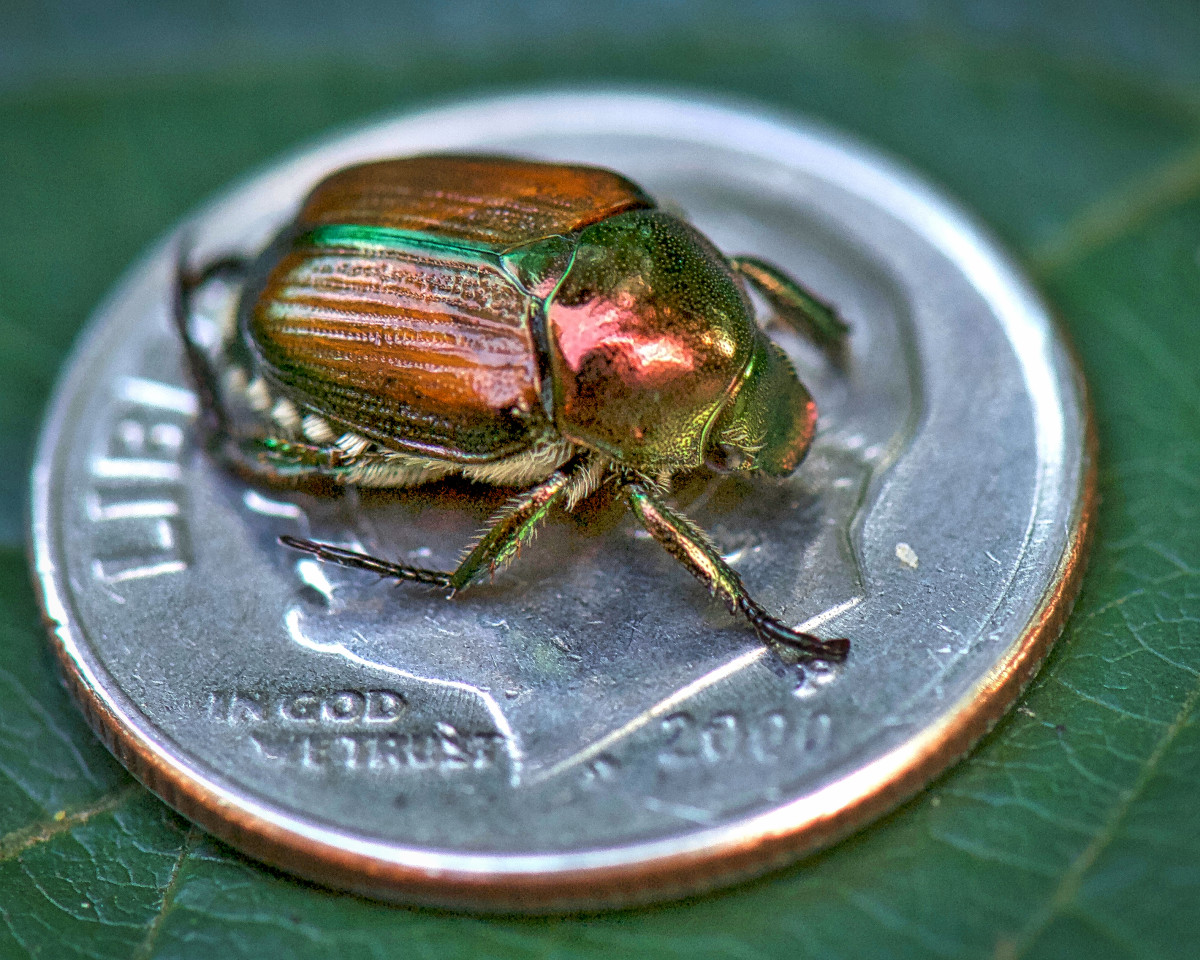 A Japanese beetle sits nicely atop a dime, but one can't help but want to use that dime to mash his little guts out before he has a chance to destroy some beautiful plant.  Heck, he only gets to live for about a month anyway...