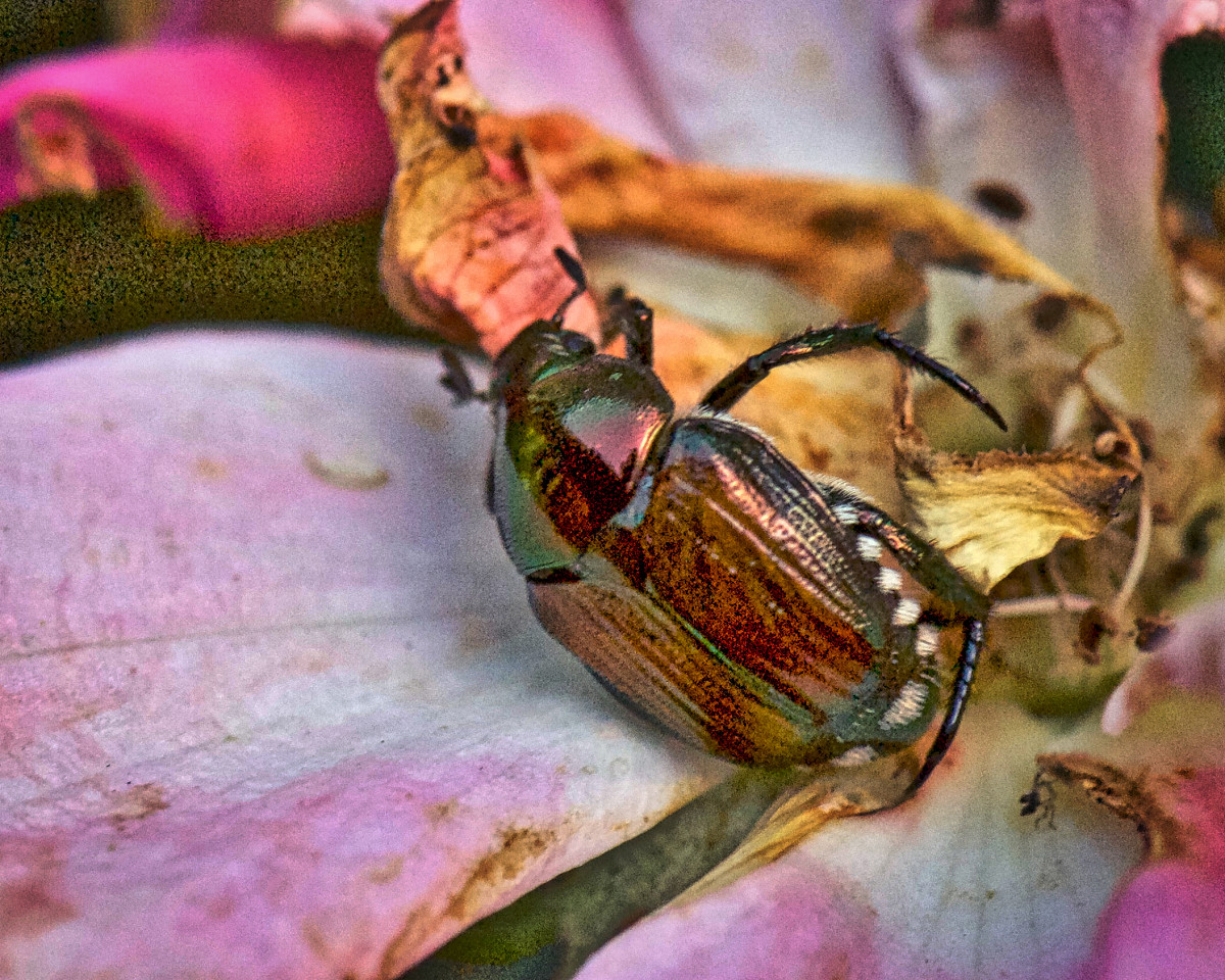 This Japanese beetle is doing what he does best - terrorizing your plants!