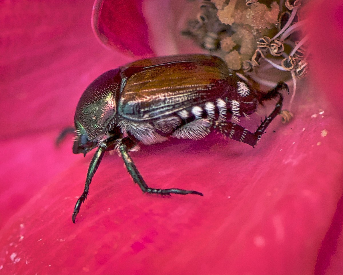 Japanese beetles are destructive little demons.