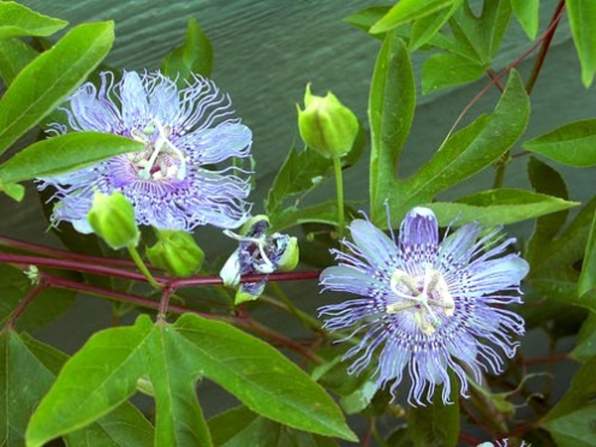 Pasiflor Incarnata has been shown to be an effective medicinal herb and is used in Passionflower tea.