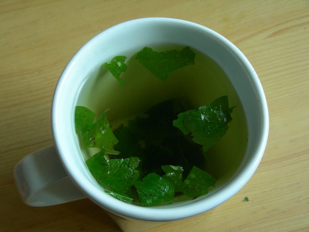 Making a Cup of Calming Lemon Balm Tea