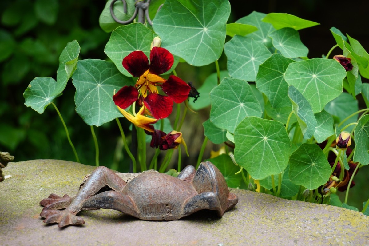 The Various Health Benefits and Uses of Nasturtiums