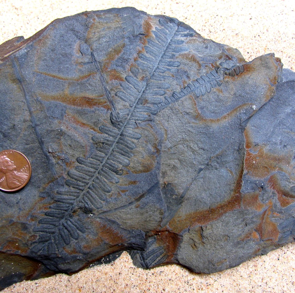FOSSILIZED LEAF PRINT OF PECOPTERIS (FROM DEVONIAN SEED FERN TREE) ANCESTOR TO FLOWERING PLANTS