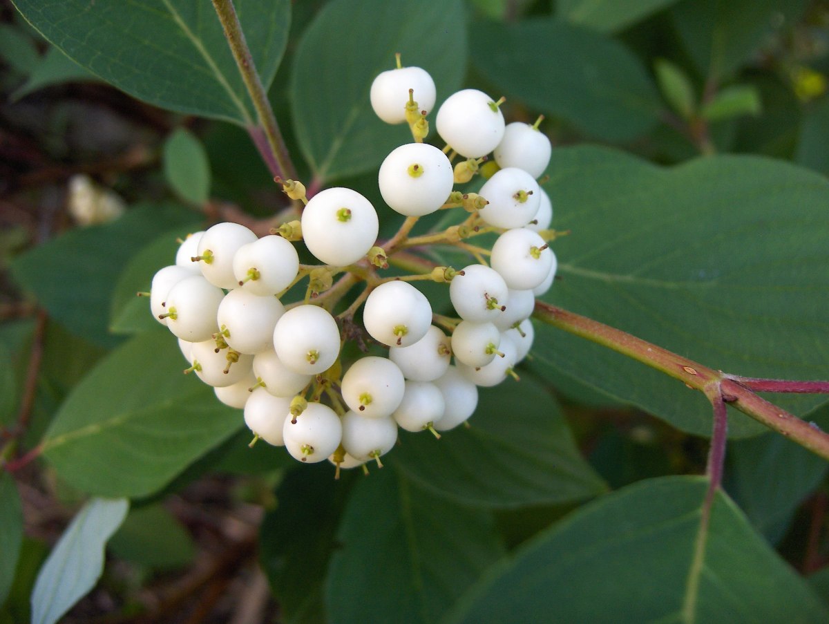 WHITE BERRIES OF RED TWIG DOGWOOD