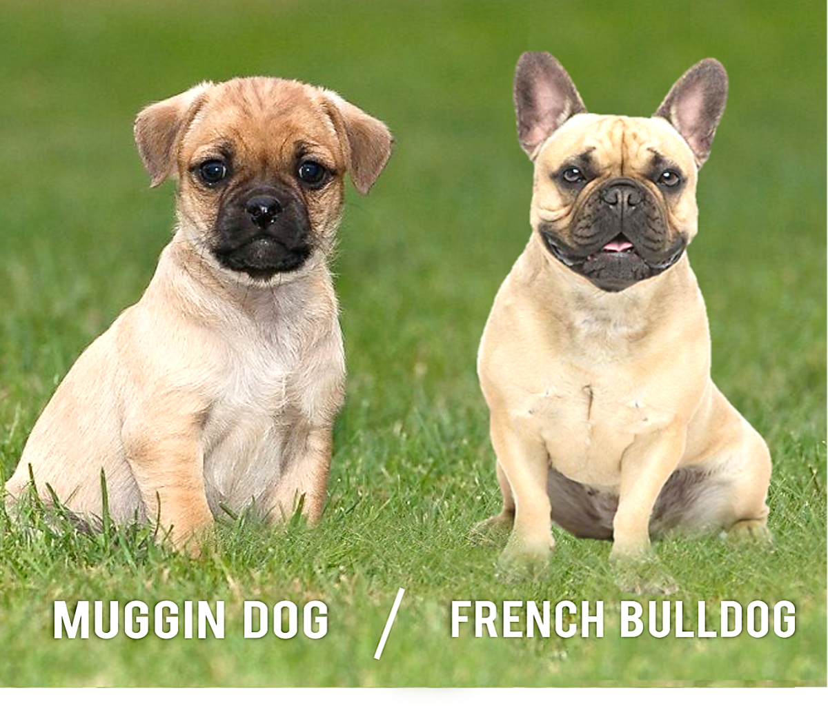 Muggin (Left) and French Bulldog (Right) 