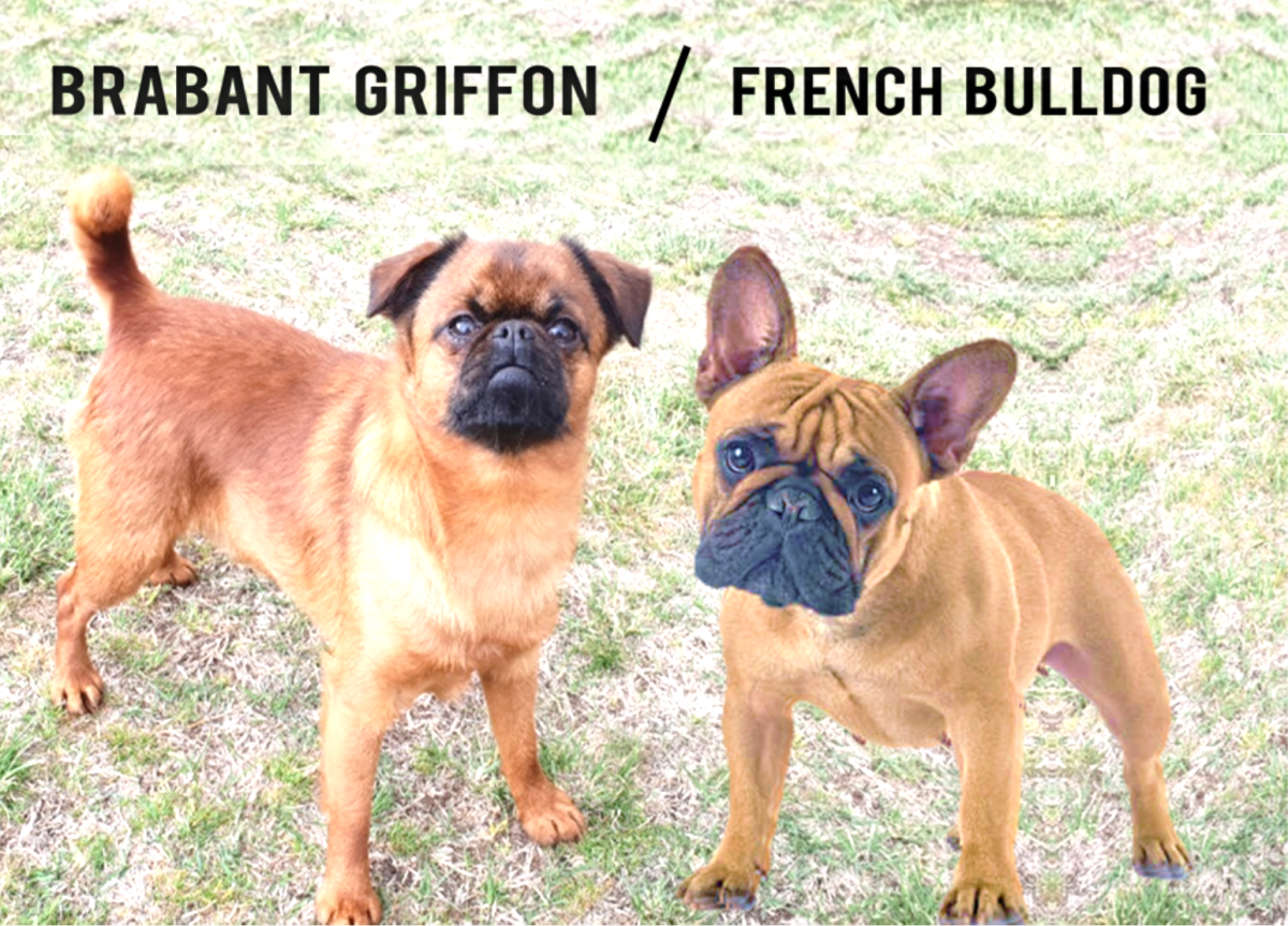 Small Brabant Griffon (Left) and French Bulldog (Right)