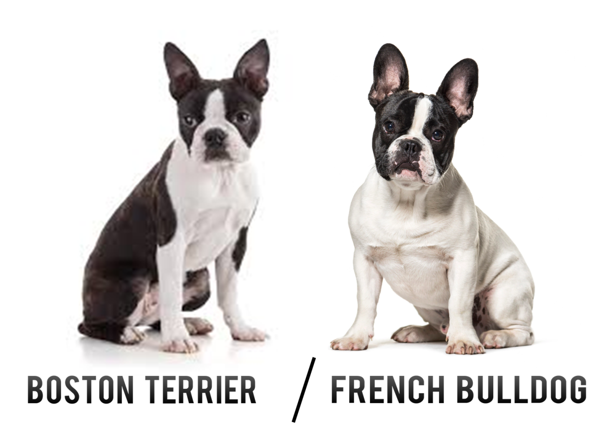 Boston Terrier (Left) and French Bulldog (Right) 