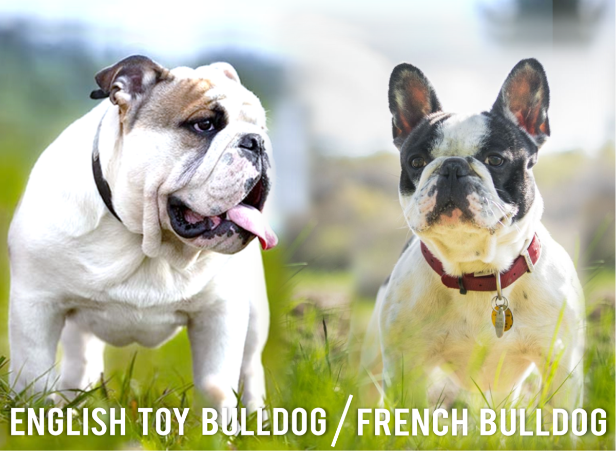 English Toy Bulldog (Left) and French Bulldog (Right) 
