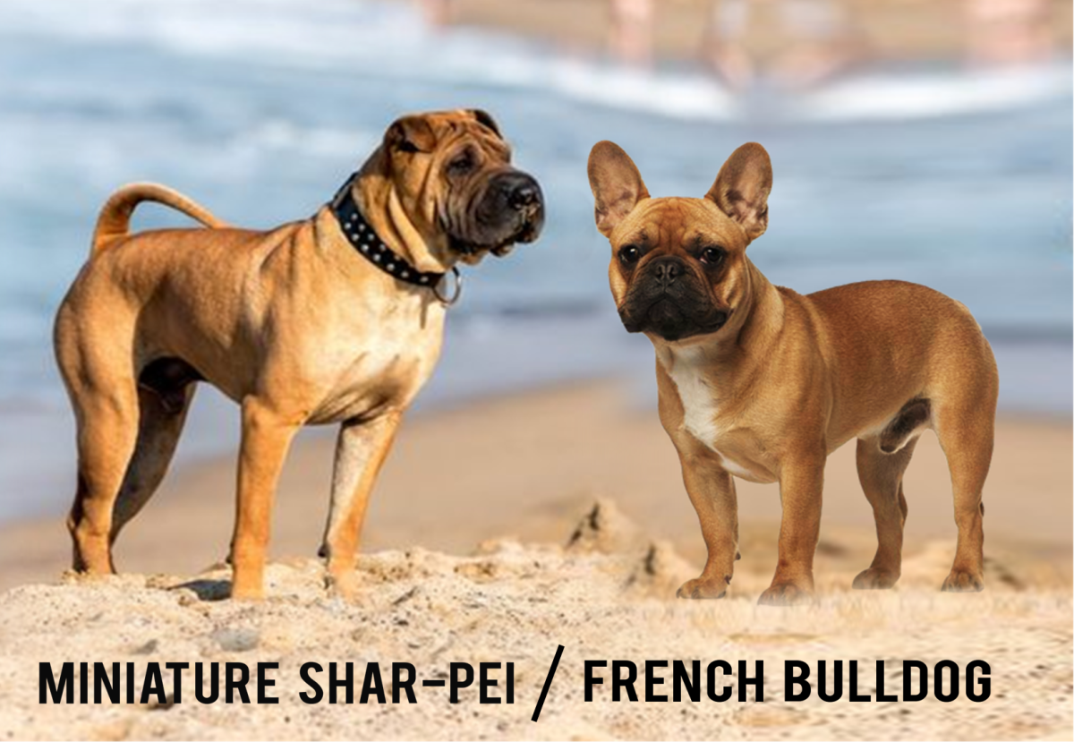 Miniature Shar-pei (Left) and French Bulldog (Right)