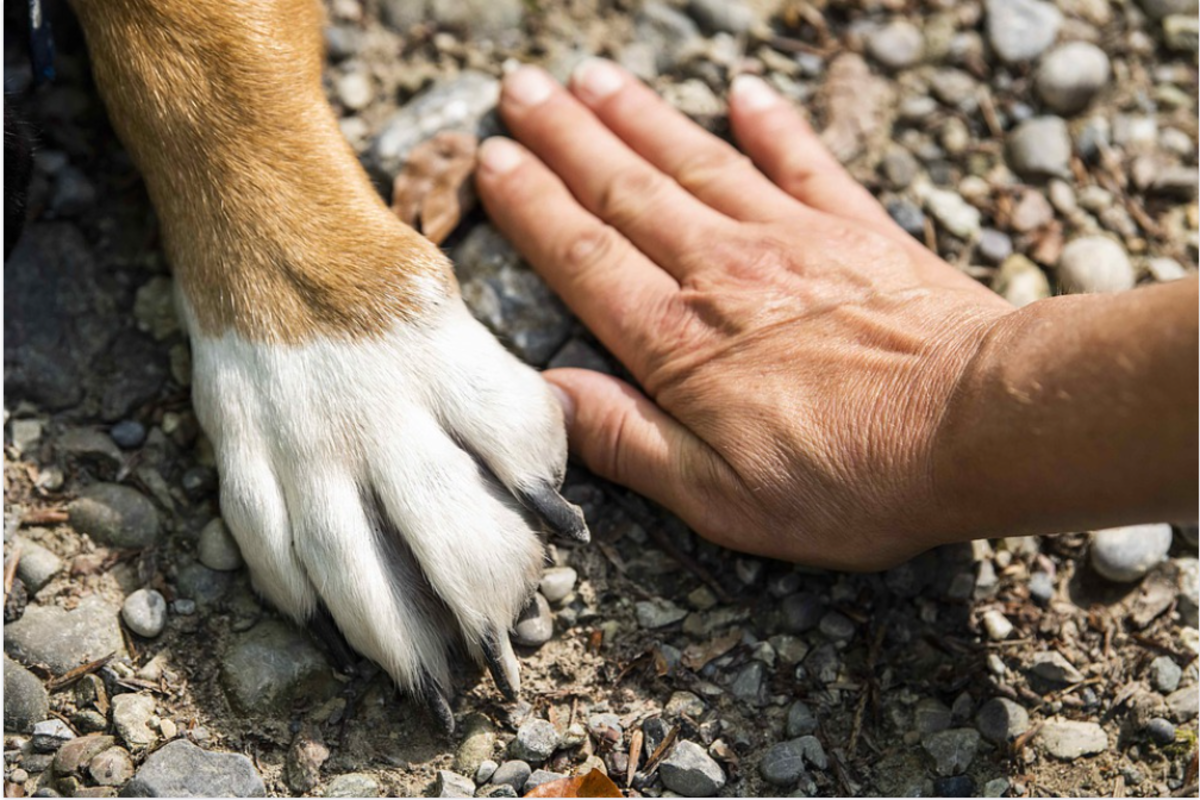 polydactyly-in-dogs-dogs-with-extra-toes
