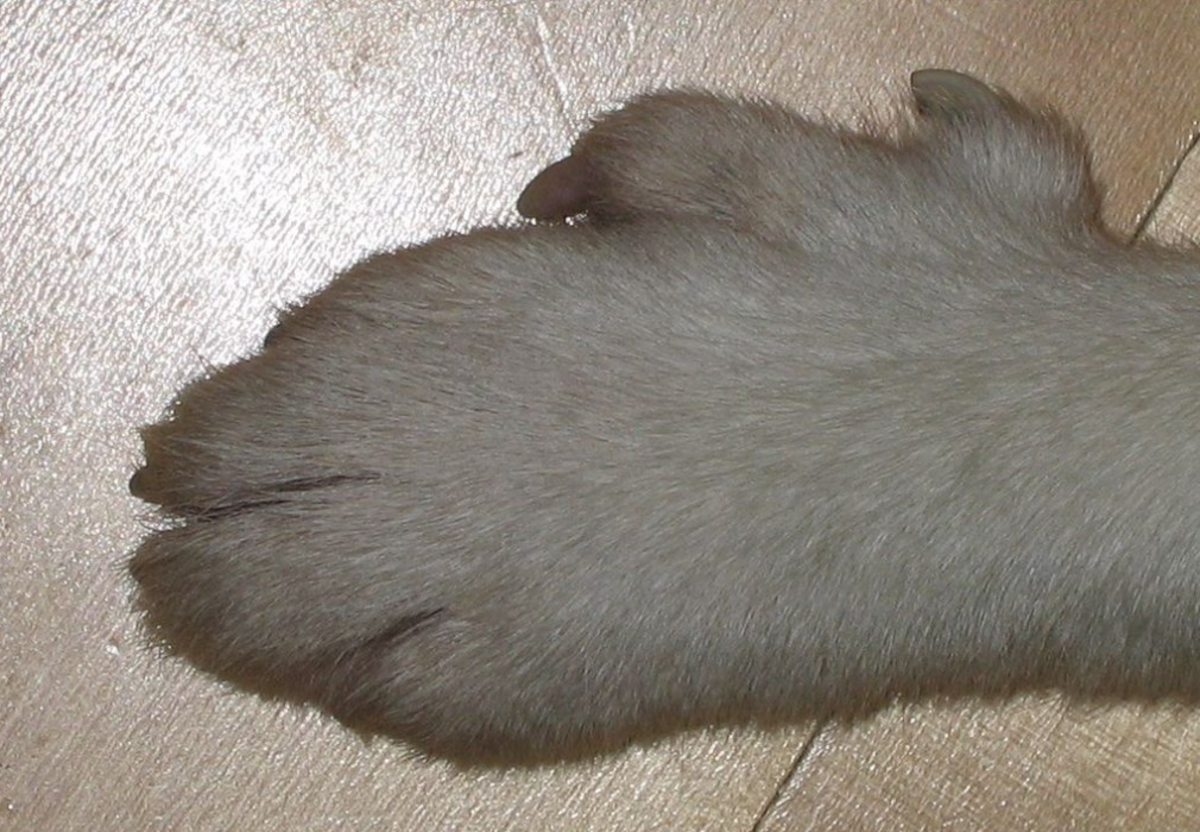 The unique paw of the Norwegian lundehund