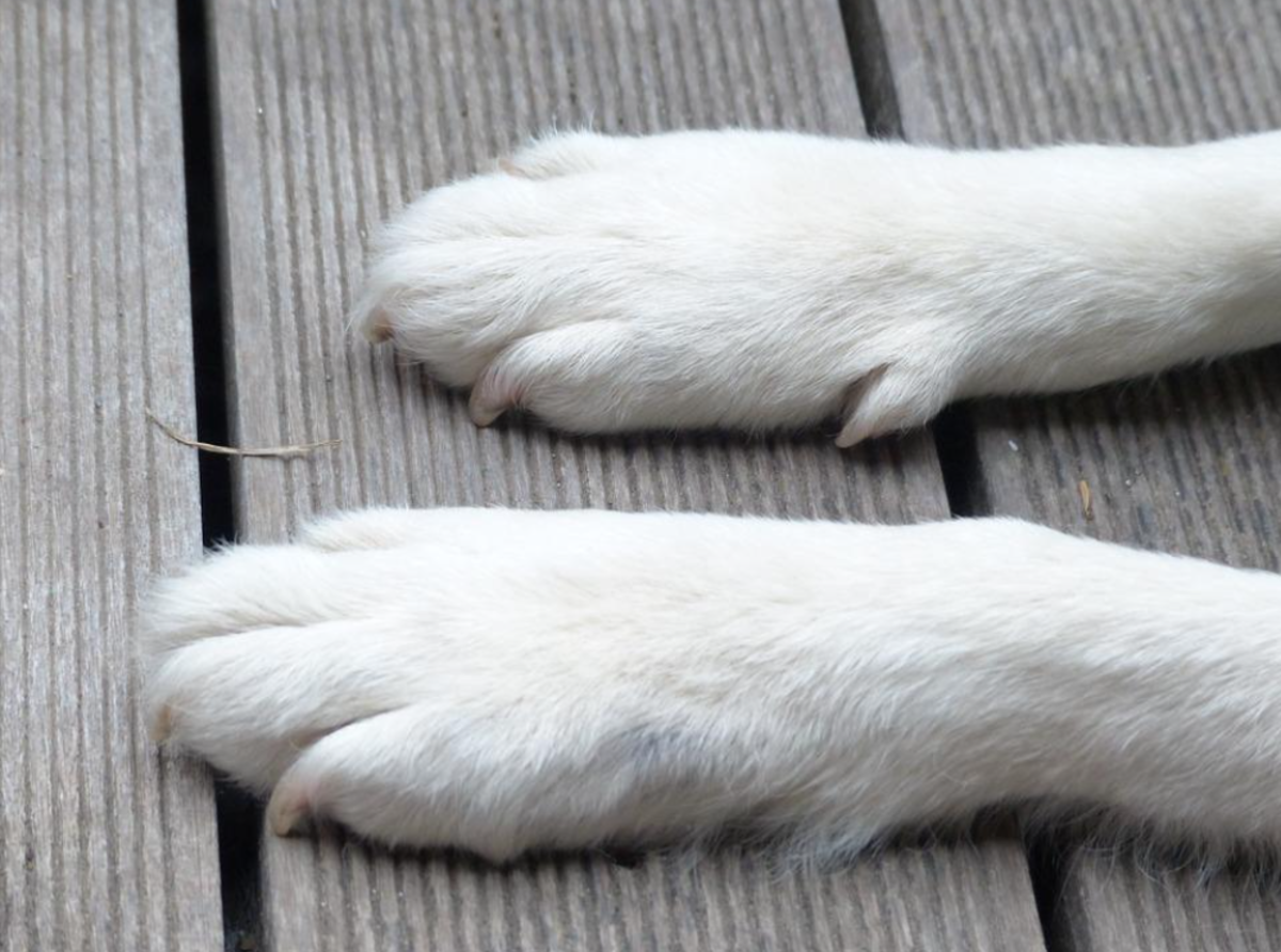 What Are Dewclaws and Why Do Dogs Have Them?