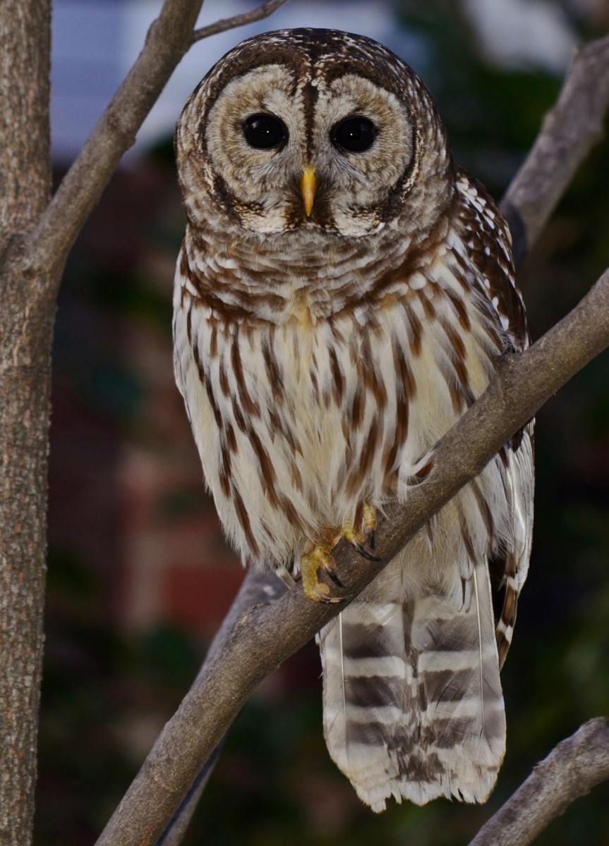 Barred owls are big, beautiful birds.