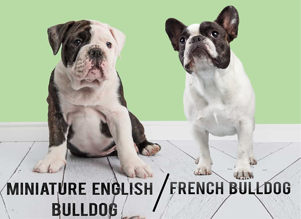 Miniature English Bulldog (Left) and French Bulldog (Right)