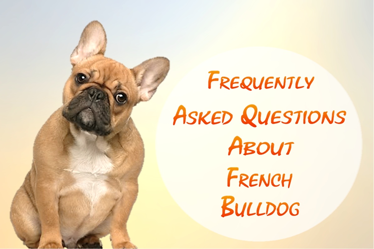 21 Frequently Asked Questions About French Bulldog