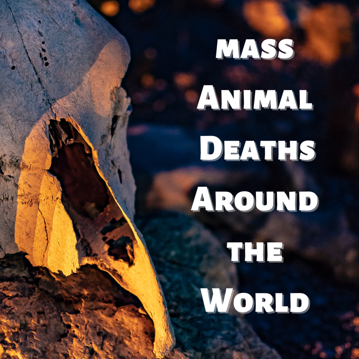 Top ten strangest mass animal deaths 