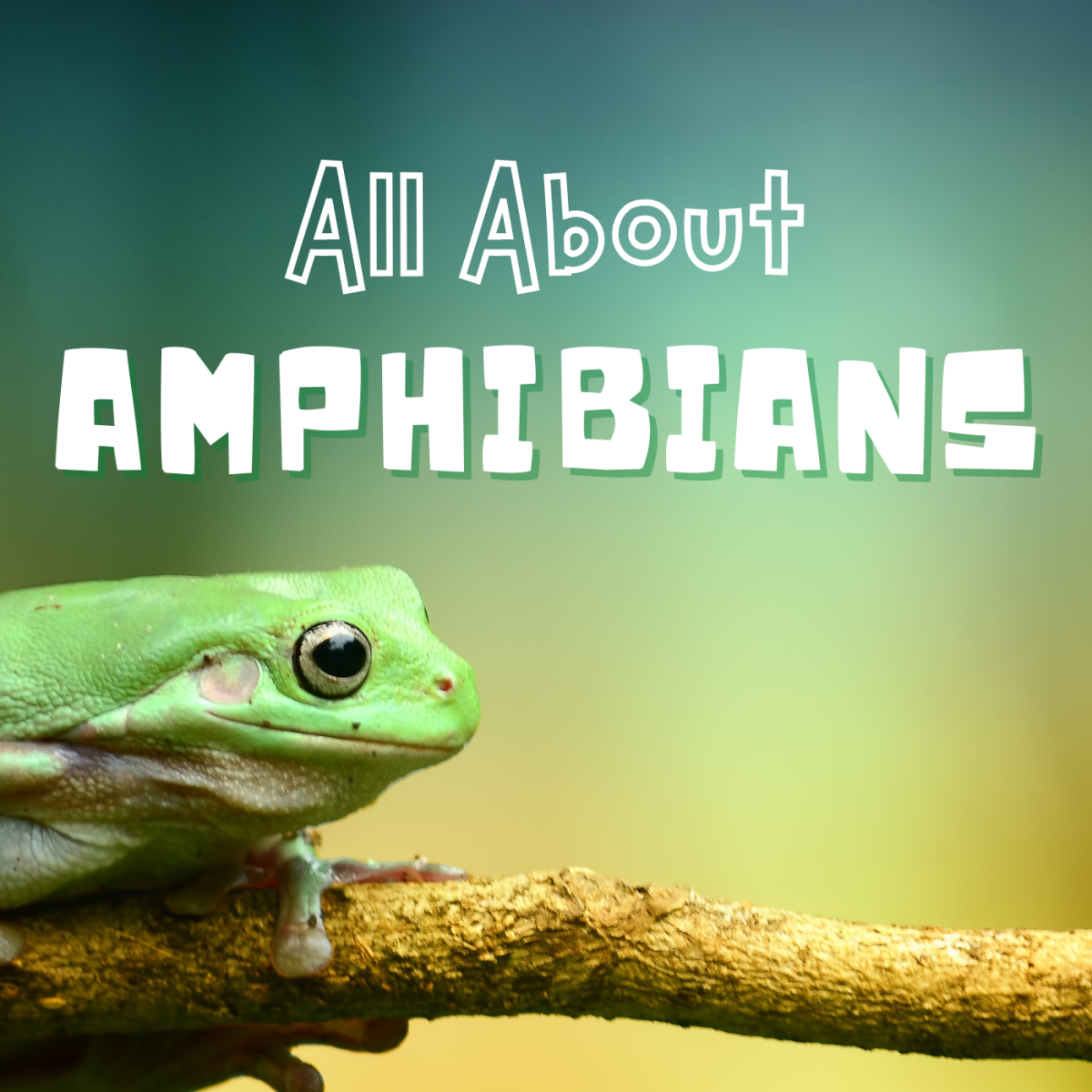 Everything you want to know about amphibians 