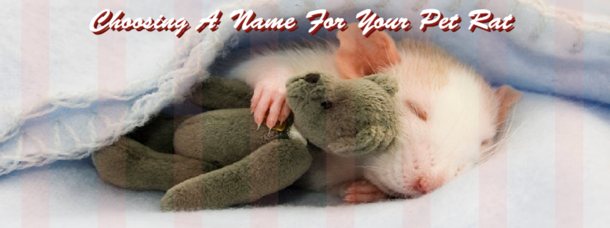How to Choose a Name for Your Pet Rat