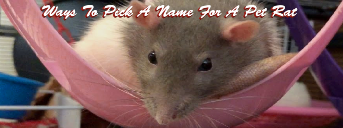 Different Ways To Pick Rat Names